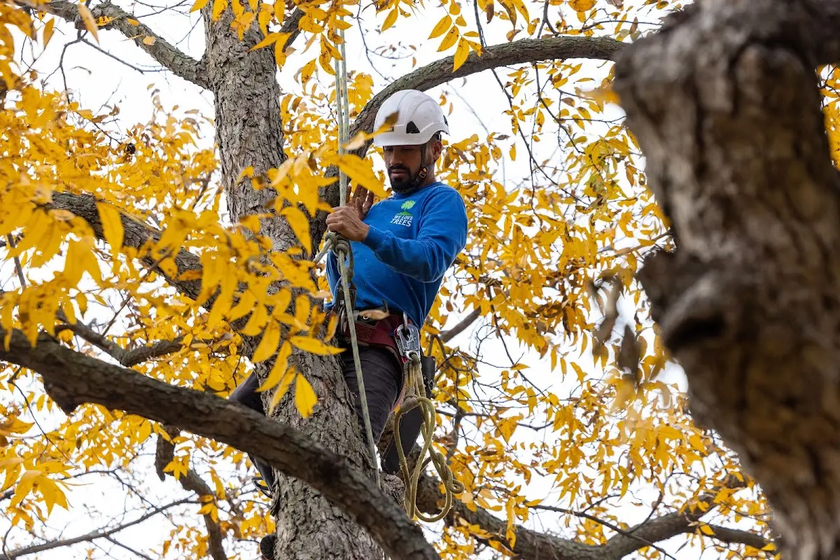 Skilled Tree Transplanting crew working in Westerly